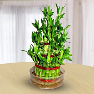 Good Luck Plant 3 layers